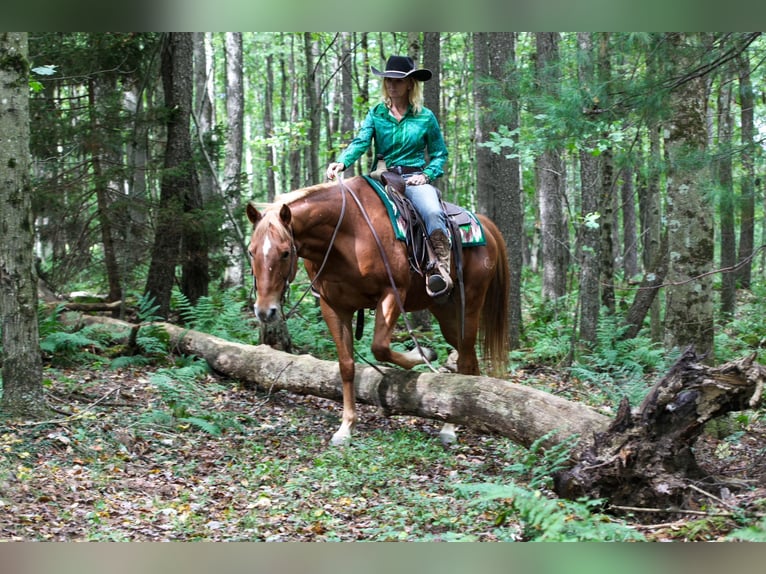 American Quarter Horse Mix Ruin 12 Jaar Donkere-vos in Tionesta