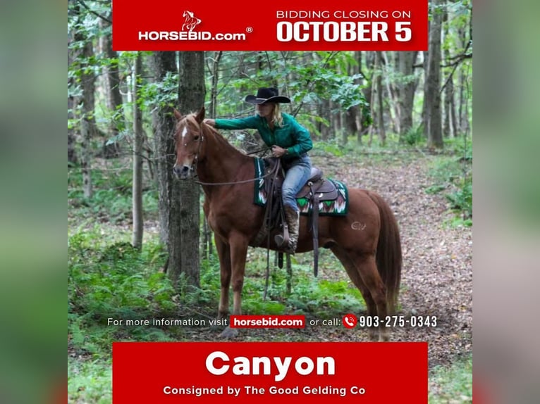 American Quarter Horse Mix Ruin 12 Jaar Donkere-vos in Tionesta