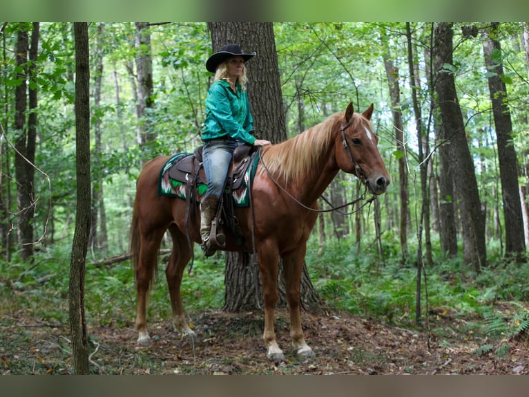 American Quarter Horse Mix Ruin 12 Jaar Donkere-vos in Tionesta