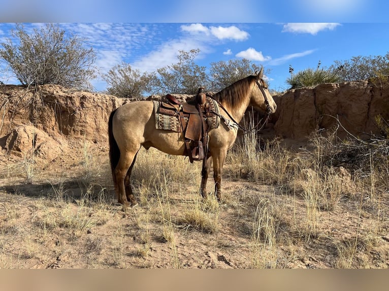 American Quarter Horse Ruin 12 Jaar Falbe in El PaSo TX