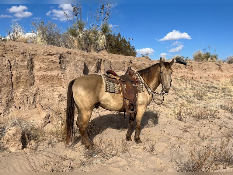 American Quarter Horse Ruin 12 Jaar Falbe in El PaSo TX