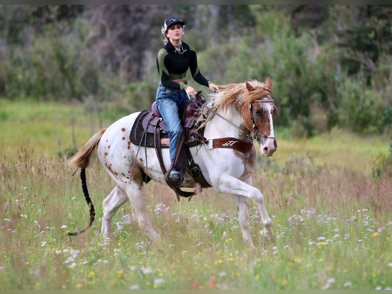 American Quarter Horse Ruin 12 Jaar Gevlekt-paard in Canton, TX