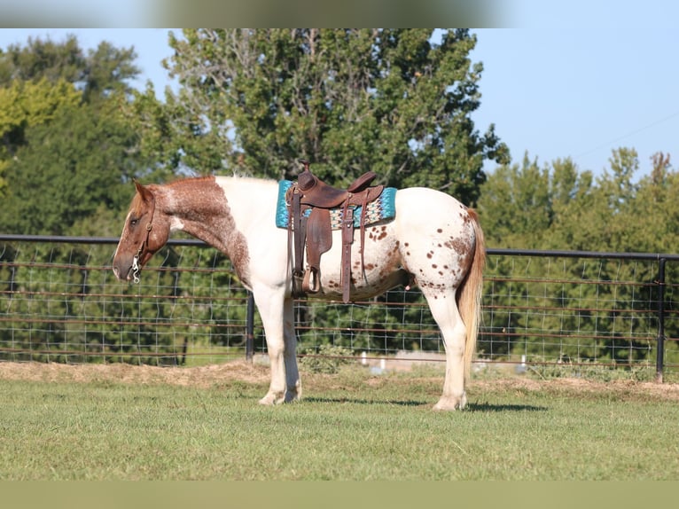 American Quarter Horse Ruin 12 Jaar Gevlekt-paard in Canton, TX