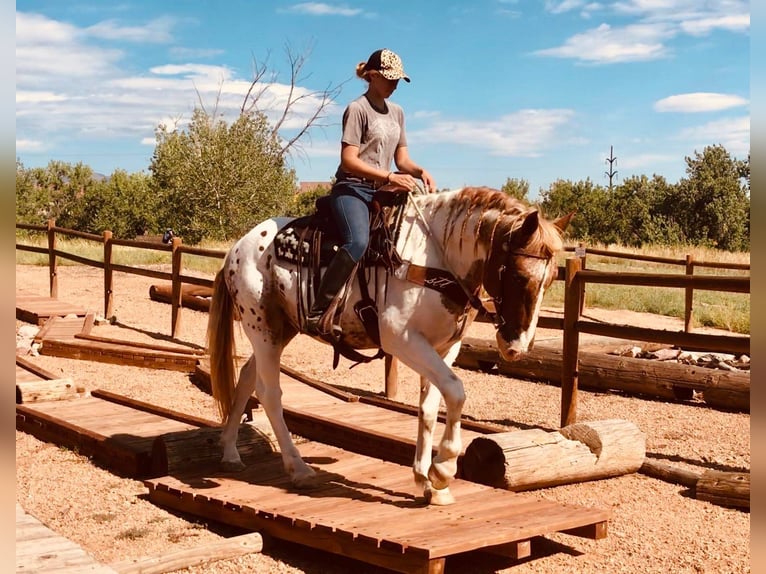 American Quarter Horse Ruin 12 Jaar Gevlekt-paard in Canton, TX