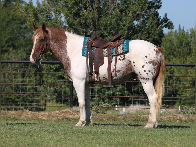 American Quarter Horse Ruin 12 Jaar Gevlekt-paard in Canton, TX