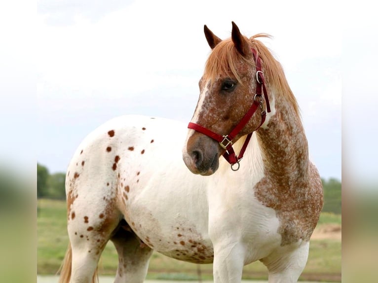 American Quarter Horse Ruin 12 Jaar Gevlekt-paard in Canton, TX