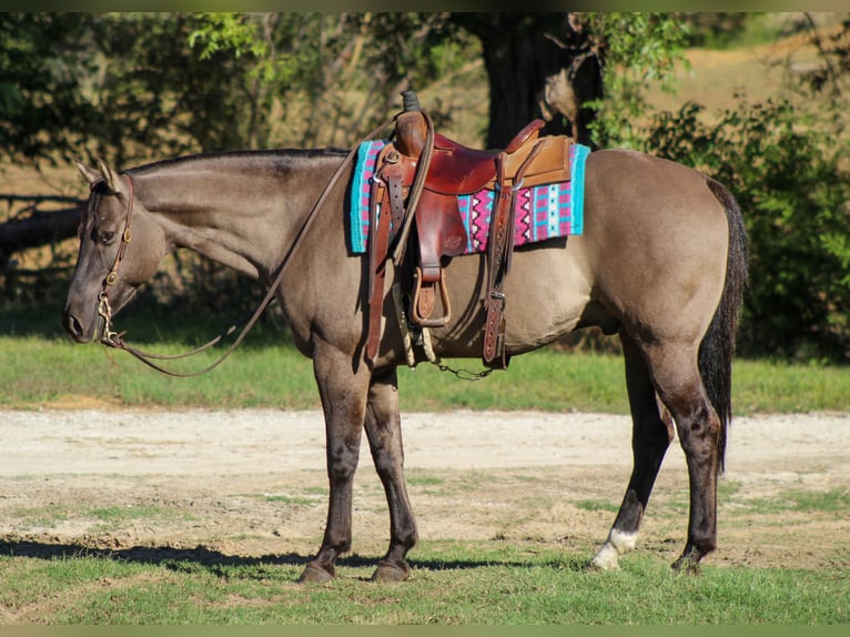 American Quarter Horse Ruin 12 Jaar Grullo in Whitesboro