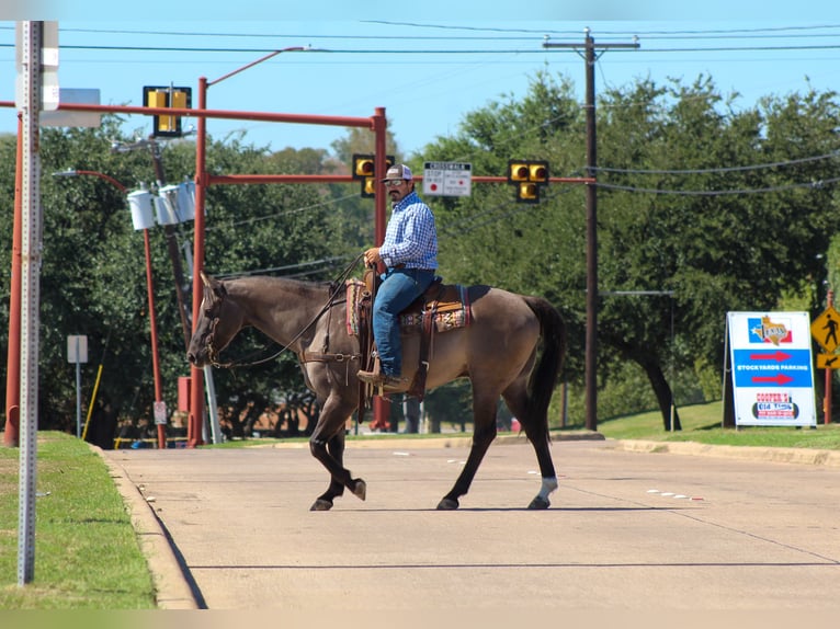 American Quarter Horse Ruin 12 Jaar Grullo in Whitesboro