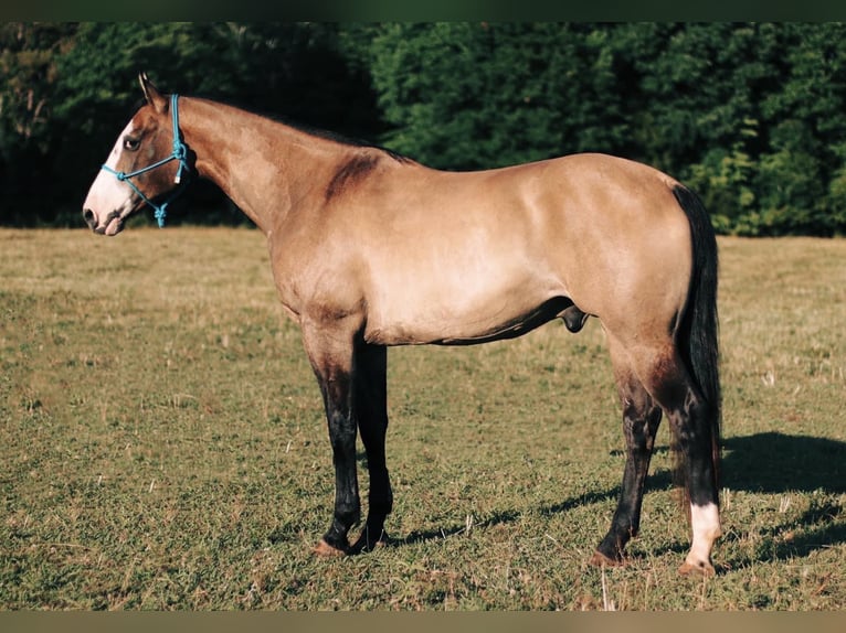 American Quarter Horse Ruin 12 Jaar Grullo in Culleoka