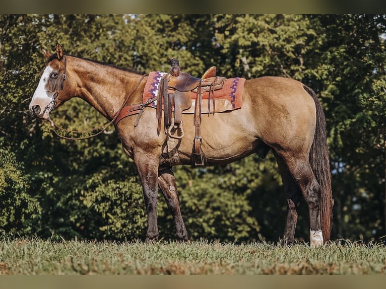 American Quarter Horse Ruin 12 Jaar Grullo in Culleoka