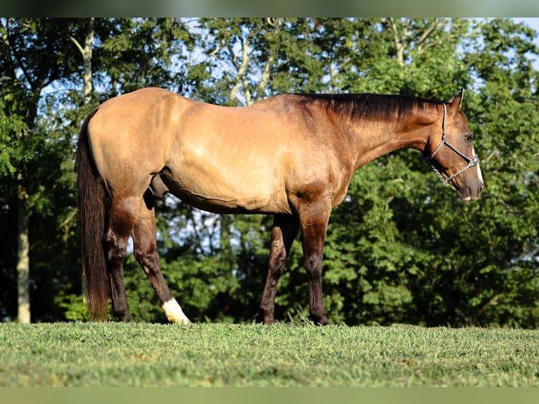 American Quarter Horse Ruin 12 Jaar Grullo in Culleoka