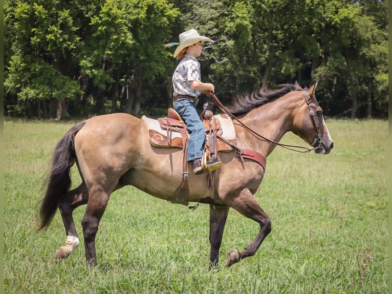 American Quarter Horse Ruin 12 Jaar Grullo in Culleoka