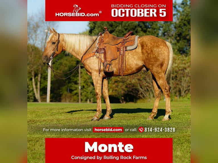 American Quarter Horse Ruin 12 Jaar Palomino in Clarion