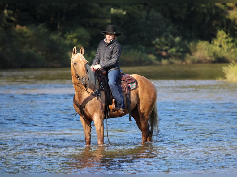 American Quarter Horse Ruin 12 Jaar Palomino in Clarion
