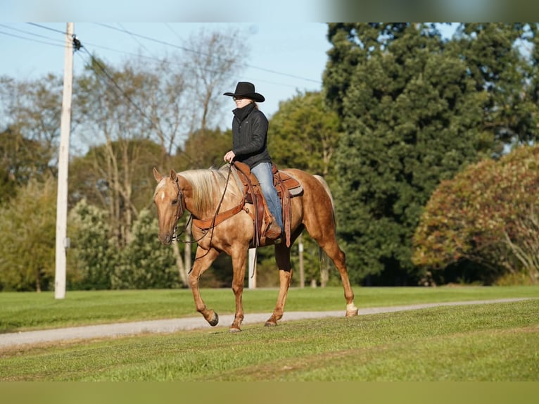 American Quarter Horse Ruin 12 Jaar Palomino in Clarion