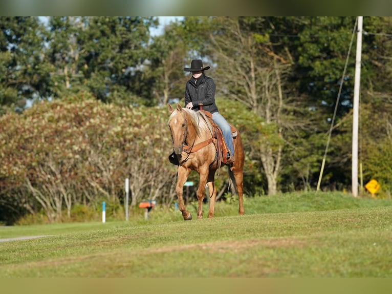 American Quarter Horse Ruin 12 Jaar Palomino in Clarion