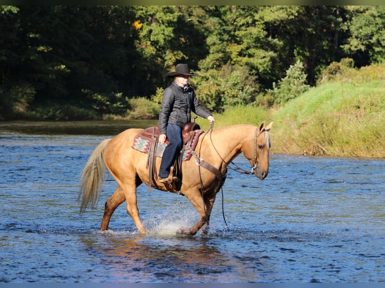 American Quarter Horse Ruin 12 Jaar Palomino in Clarion