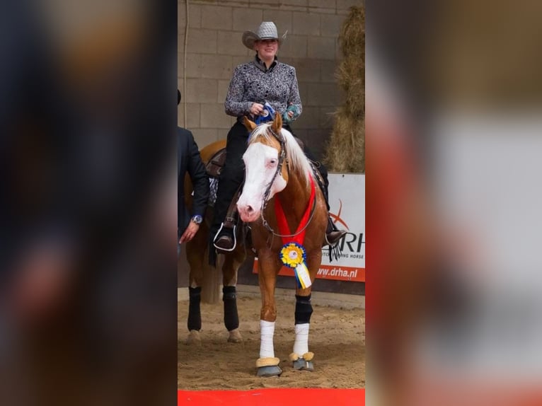American Quarter Horse Ruin 12 Jaar Palomino in Milsbeek