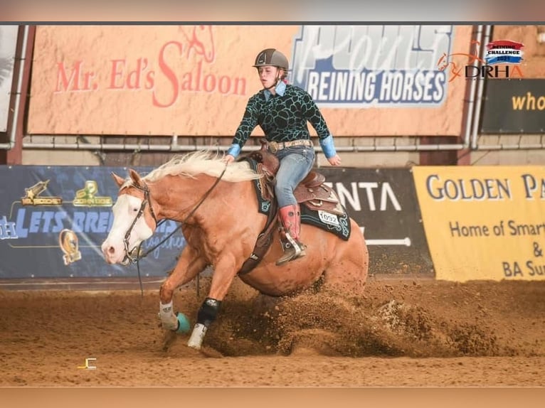 American Quarter Horse Ruin 12 Jaar Palomino in Milsbeek