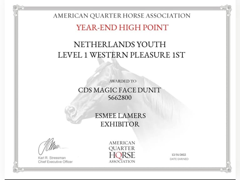 American Quarter Horse Ruin 12 Jaar Palomino in Milsbeek