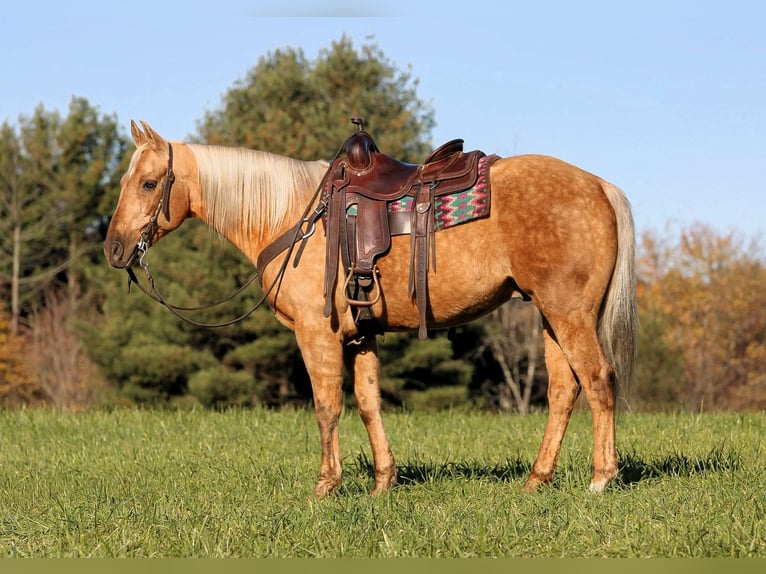 American Quarter Horse Ruin 12 Jaar Palomino in Clarion