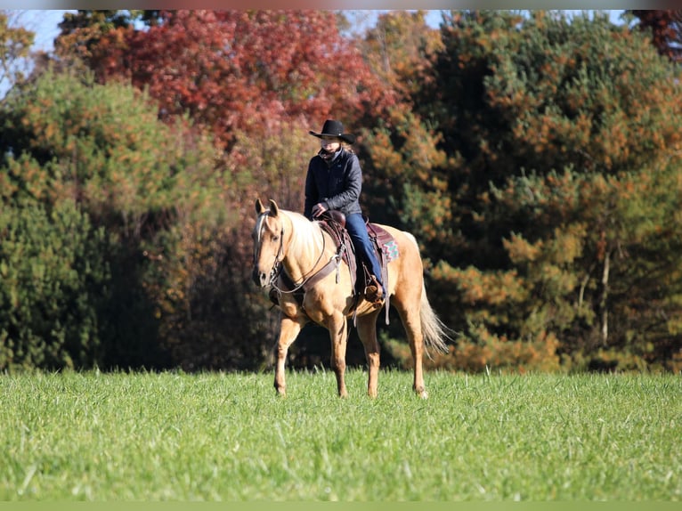 American Quarter Horse Ruin 12 Jaar Palomino in Clarion