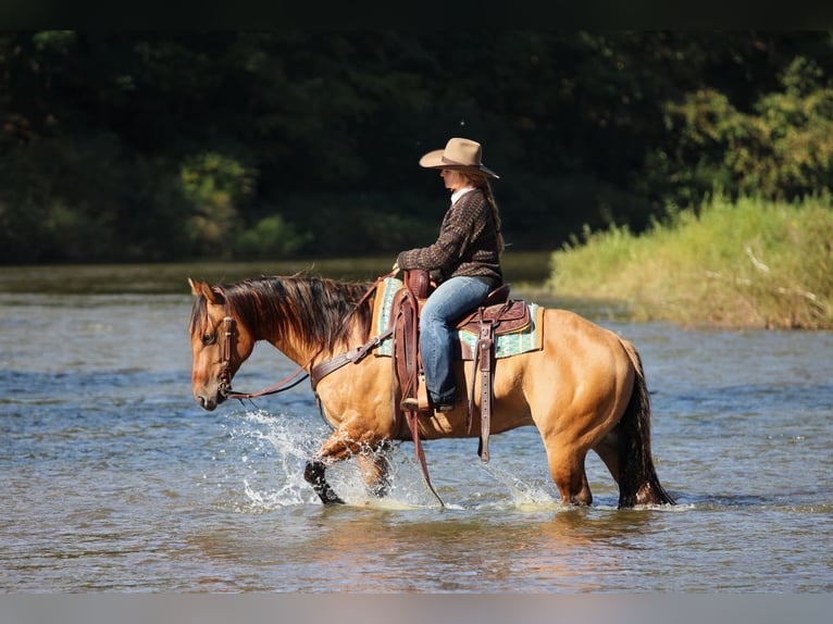 American Quarter Horse Ruin 12 Jaar Red Dun in Clarion