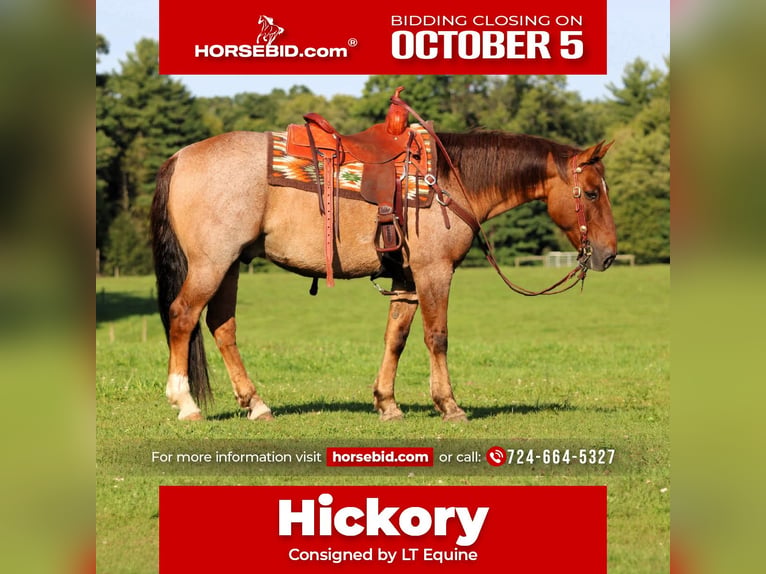 American Quarter Horse Ruin 12 Jaar Red Dun in Clarion