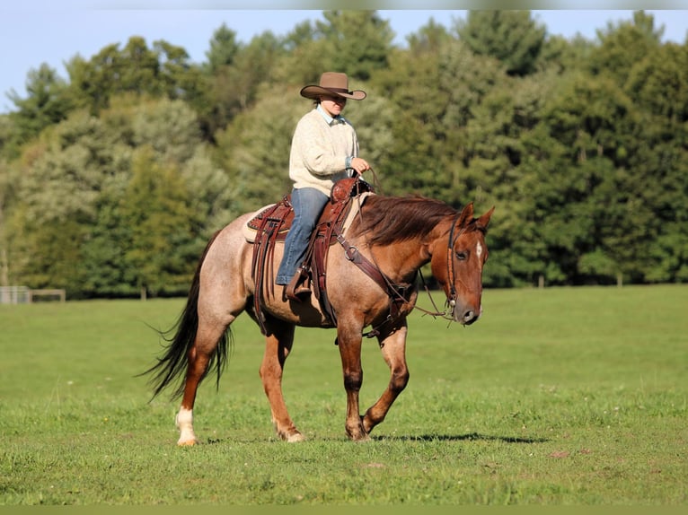 American Quarter Horse Ruin 12 Jaar Red Dun in Clarion