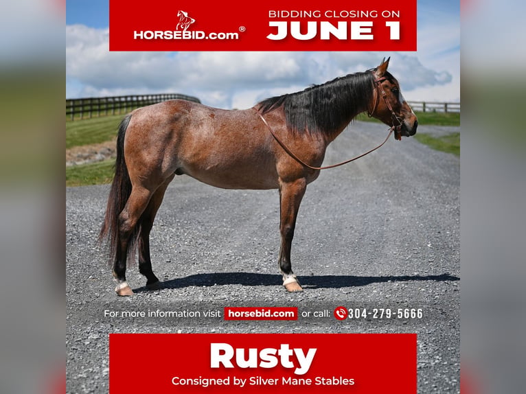 American Quarter Horse Ruin 12 Jaar Roan-Bay in Jefferson