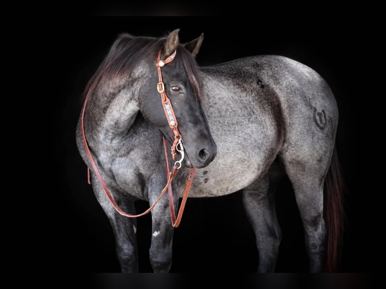 American Quarter Horse Ruin 12 Jaar Roan-Blue in Clarion