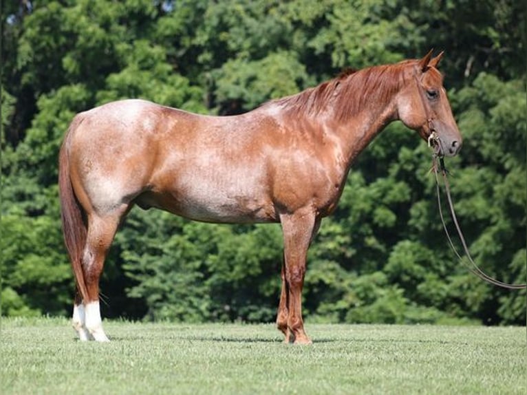 American Quarter Horse Ruin 12 Jaar Roan-Red in Mount Vernon, KY