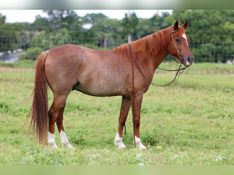 American Quarter Horse Ruin 12 Jaar Roan-Red in Stephenville TX