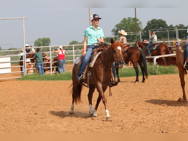 American Quarter Horse Ruin 12 Jaar Roan-Red in Stephenville TX