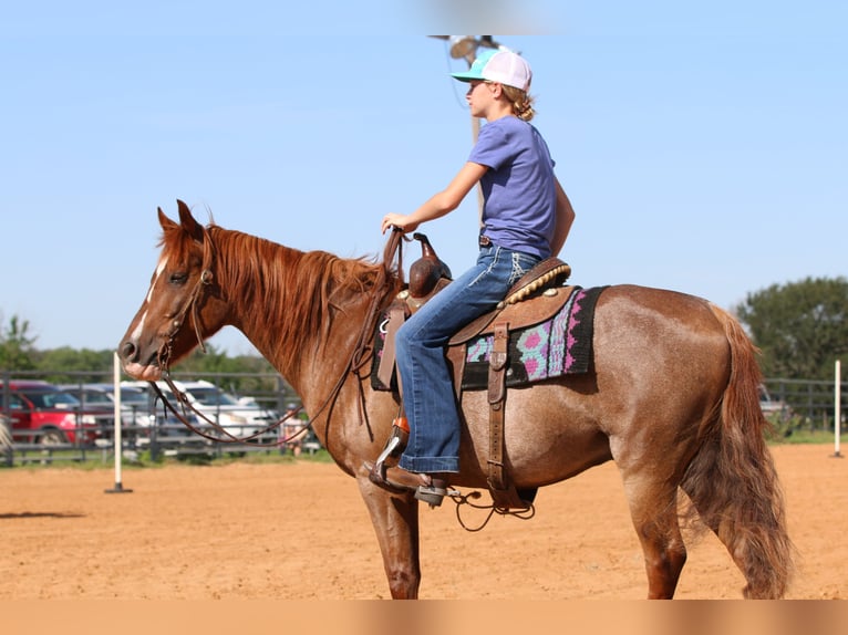 American Quarter Horse Ruin 12 Jaar Roan-Red in Stephenville TX