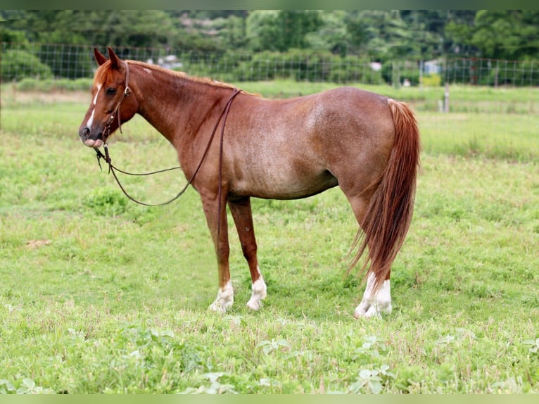 American Quarter Horse Ruin 12 Jaar Roan-Red in Stephenville TX