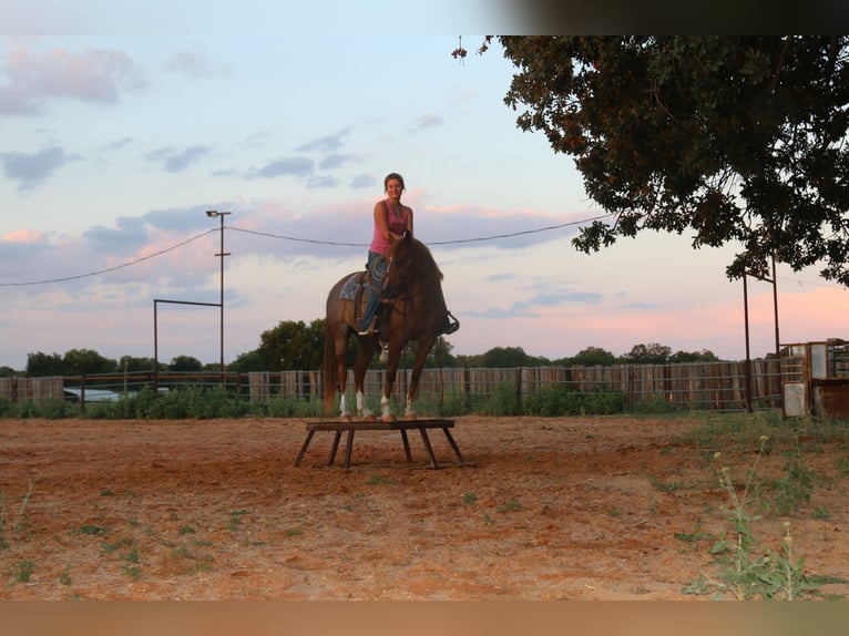 American Quarter Horse Ruin 12 Jaar Roan-Red in Stephenville TX