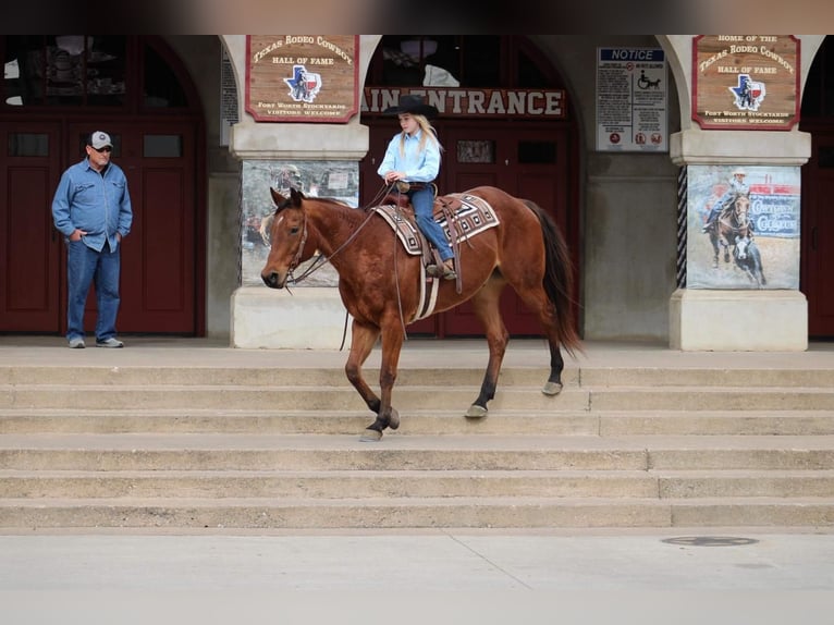 American Quarter Horse Mix Ruin 12 Jaar Roodbruin in Fort Worth, TX