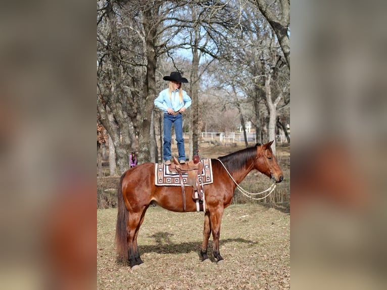American Quarter Horse Mix Ruin 12 Jaar Roodbruin in Fort Worth, TX