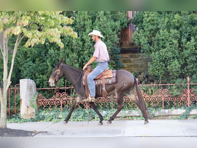 American Quarter Horse Ruin 12 Jaar Roodbruin in Brooksville KY