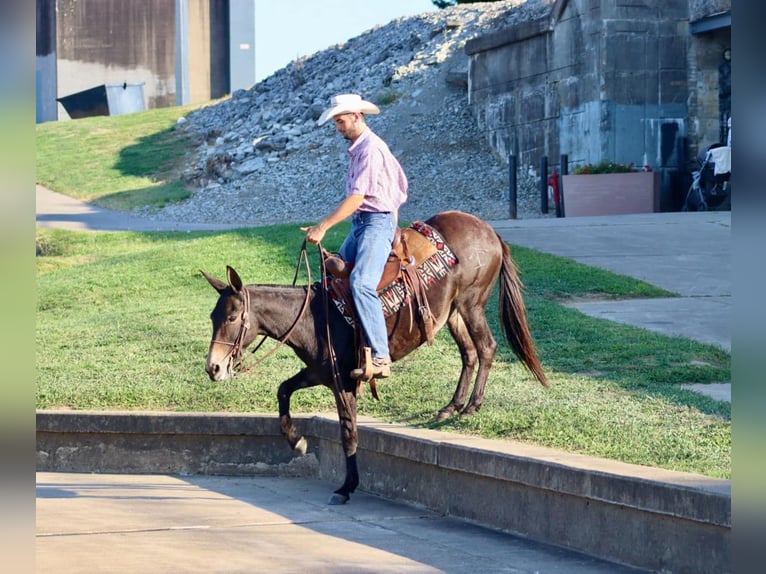 American Quarter Horse Ruin 12 Jaar Roodbruin in Brooksville KY