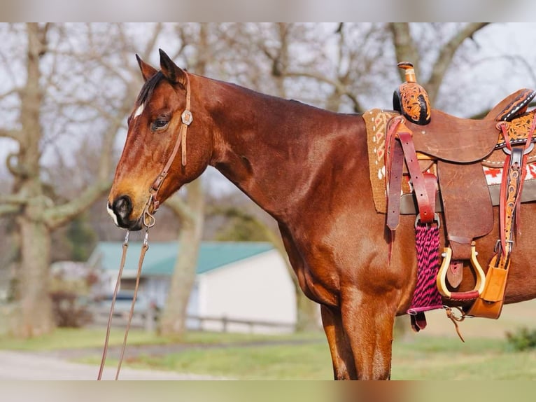 American Quarter Horse Ruin 12 Jaar Roodbruin in Rineyville KY