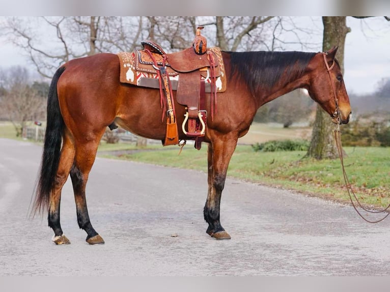 American Quarter Horse Ruin 12 Jaar Roodbruin in Rineyville KY