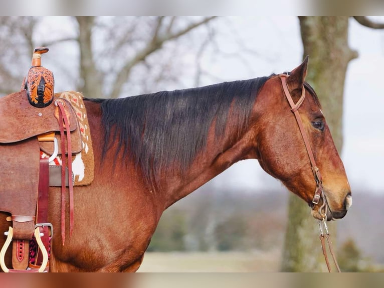 American Quarter Horse Ruin 12 Jaar Roodbruin in Rineyville KY