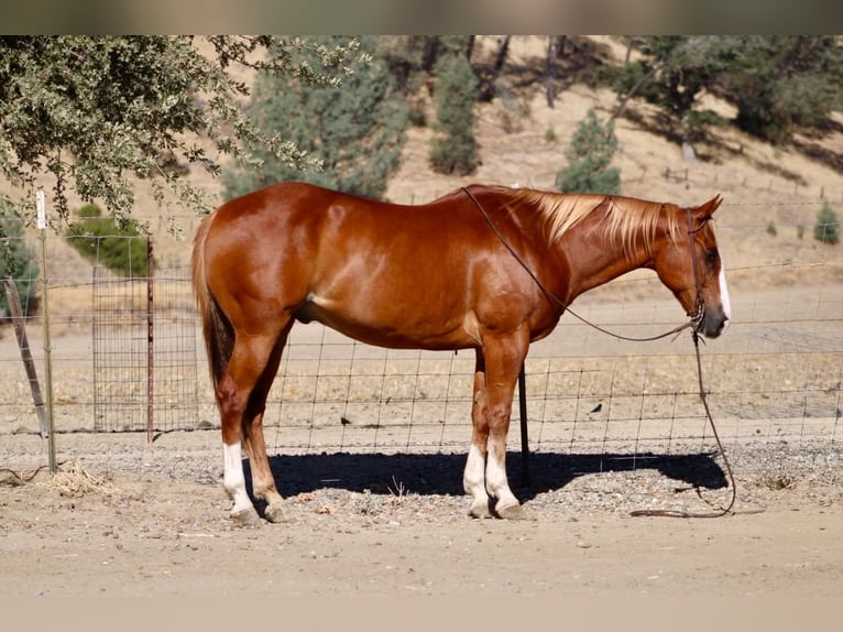 American Quarter Horse Ruin 12 Jaar Roodvos in Tres Pinos