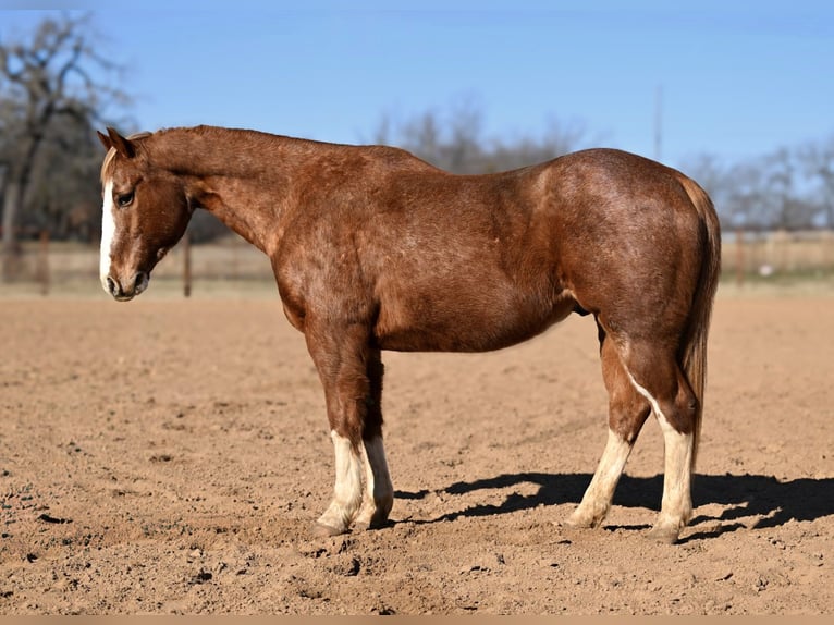 American Quarter Horse Ruin 12 Jaar Roodvos in Weatherford