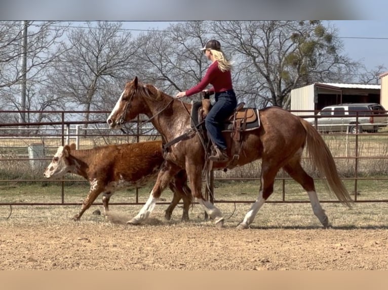 American Quarter Horse Ruin 12 Jaar Roodvos in Weatherford