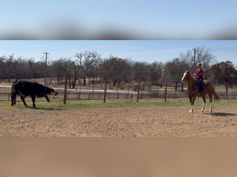 American Quarter Horse Ruin 12 Jaar Roodvos in Weatherford