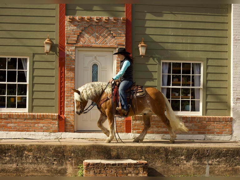 American Quarter Horse Ruin 12 Jaar Roodvos in Rusk TX