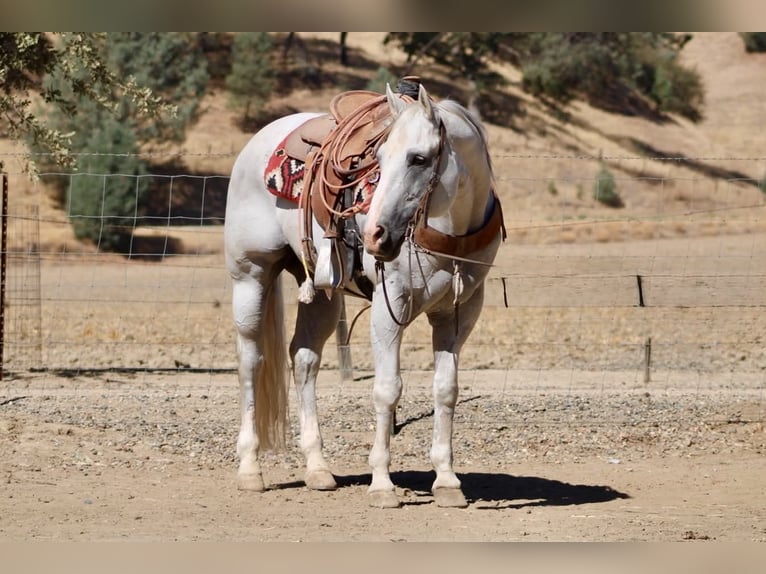 American Quarter Horse Ruin 12 Jaar Schimmel in Tres Pinos